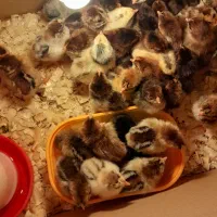 جوجه یکروزه