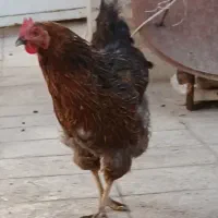 مرغ‌تخم‌گذار