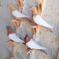 دوجفت سینه سرخ و زرد