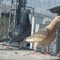۳ جفت کبوتر عطیقه دهنجور به شرط پرش