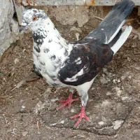 چندتا حیوون فروشی