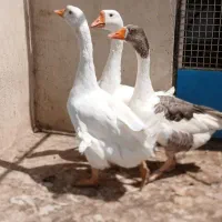 غاز و قوغاز