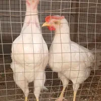 مرغ و خروس