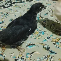 جوجه مرغ