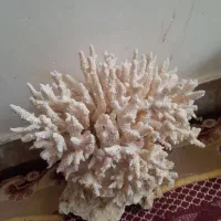 همه نوع مرجان و صدف
