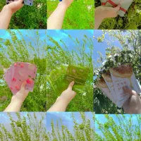 پک ده عددی ماسک ورقه ای صورت