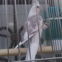 عروس هلندی و سهره قناری