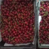گیلاس فرنگی