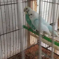 یک  جفت مرغ عشق با سه تا جوجه