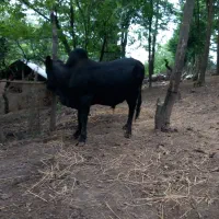 گاو نر