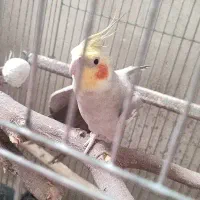 عروس هلندی نر سینامون
