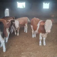 گوساله سیمیتال ۳۰۰کیلو