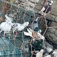 کبوتر