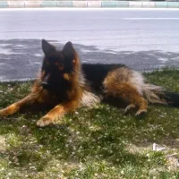 سگ ژرمن