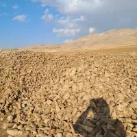 چغندر قند مخصوص دام