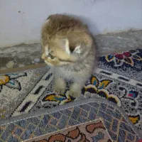 2ماه|گربه|خمیر, |دیوار