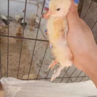 فروش جوجه برهما فوری