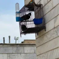 سره