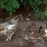 فروش جوجه بامادر