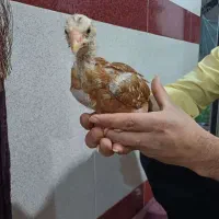 فروش جوجه لاری سه ماهه