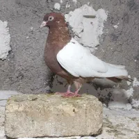 پرنده کبوتر