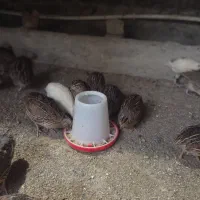 بلدرچین بالغ