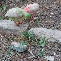 جوجه|حیوانات مزرعه|دماوند, دماوند|دیوار