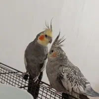 عروس هلندی مولد