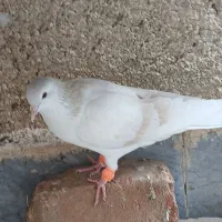 ساده هفت رنگ