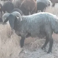 شیشک قوچ شاخی