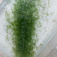 گیاه آکوارویم شیویدی
