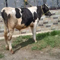 گوساله نرهولشتاین گاو نر ورزا