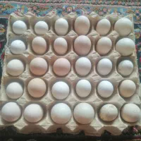 تخم گلین نطفه دار تضمینی