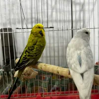 جفت مرغ عشق سایزبزرگ