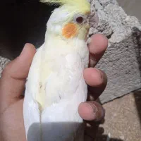 جوجه عروس هلندی دانه خور معاوضه با عروس هلندی ماده