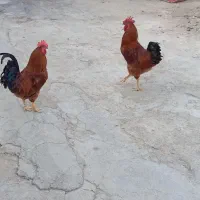 خروس