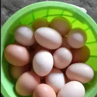 تخم مرغ محلی