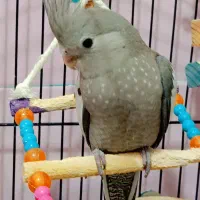 طوطی|پرنده|قروه, |دیوار