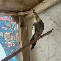 قناری