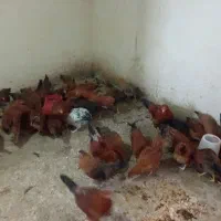 مرغ ۵ماهه