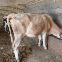 نوکل سیمنتال