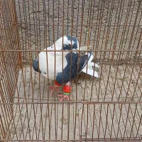 ماشین موتور اسباب بازی