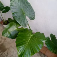 گل باباآدم