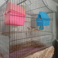 دوعدد فنچ با قفس