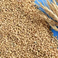 گندم|عمده‌فروشی|عنبرآباد, |دیوار