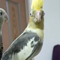 عروس هلندی