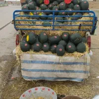 کارگرساده