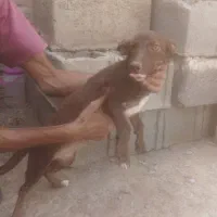 سگ پا کوتاه اصل نژاد دار
