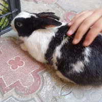 واگذاری خرگوش