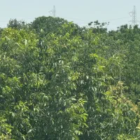 سرایدار نظافت و باغبانی